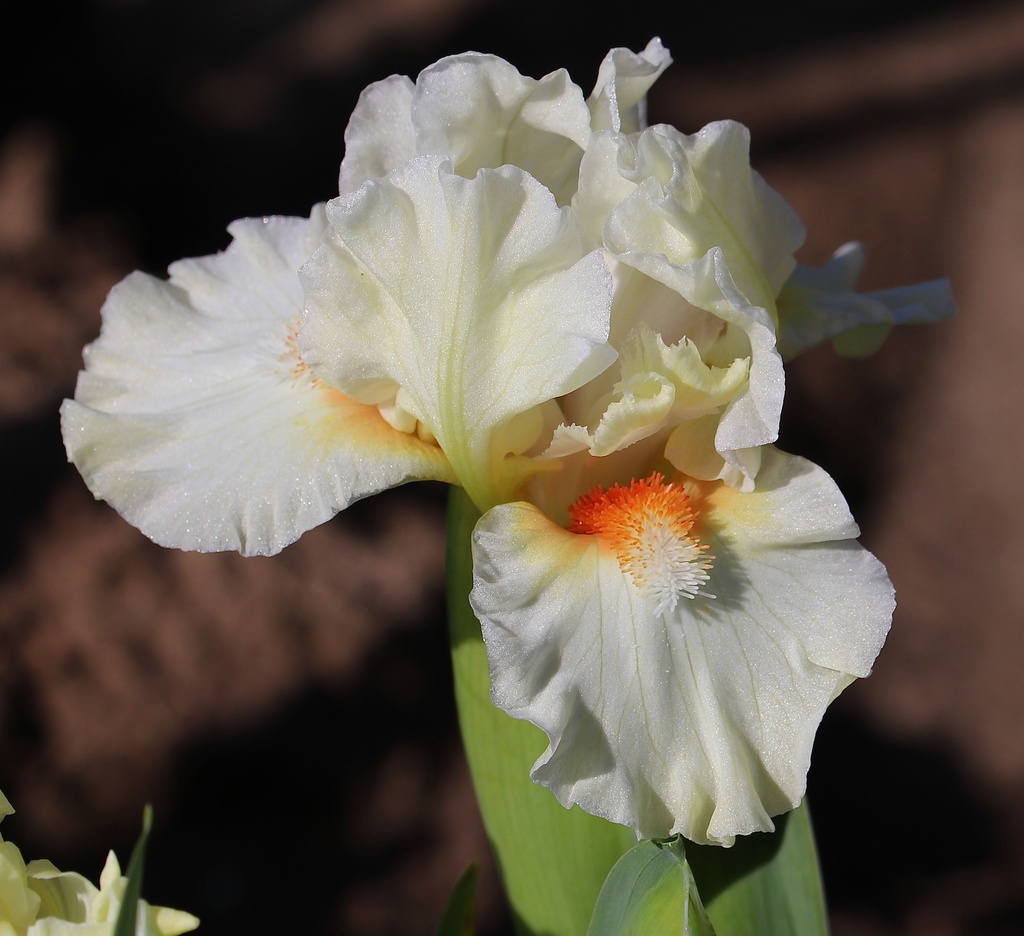 My Fair Cher | Mid-America Garden